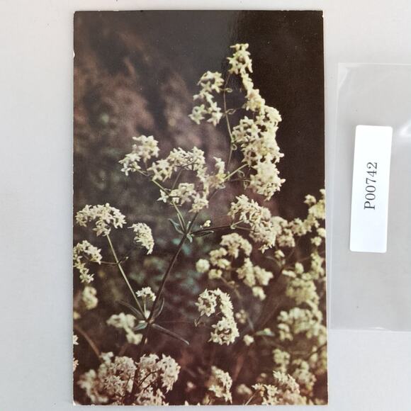 Vintage Other - Northern Bedstraw Flower Alaska Vintage 1960s Postcard Dedman's Photo Shop